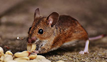 24 Hour & Emergency Exterminators in Pico Rivera, CA